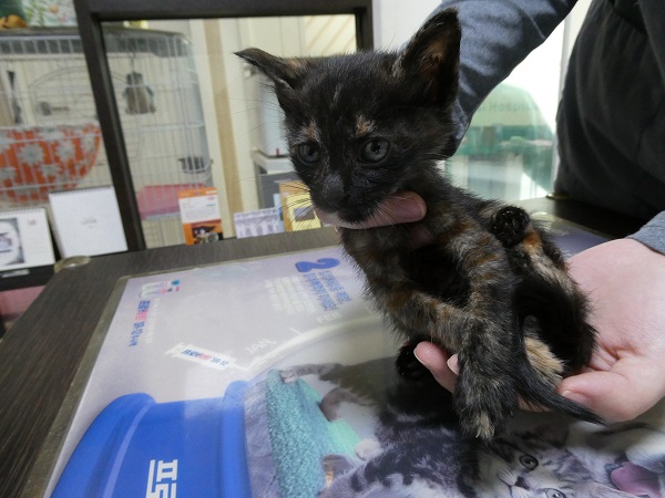 종료(자연사) 한국…