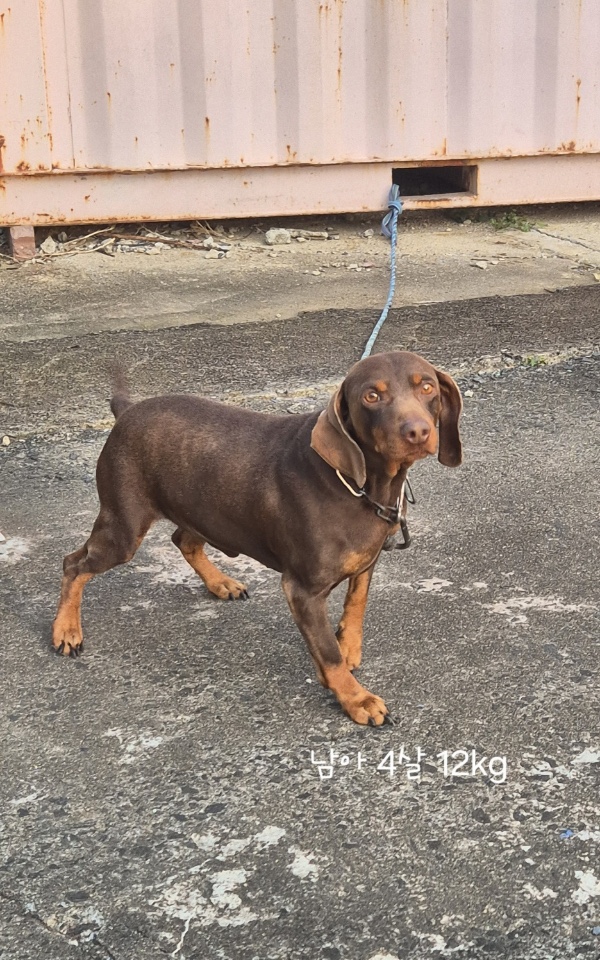 보호중 스탠다드 닥…