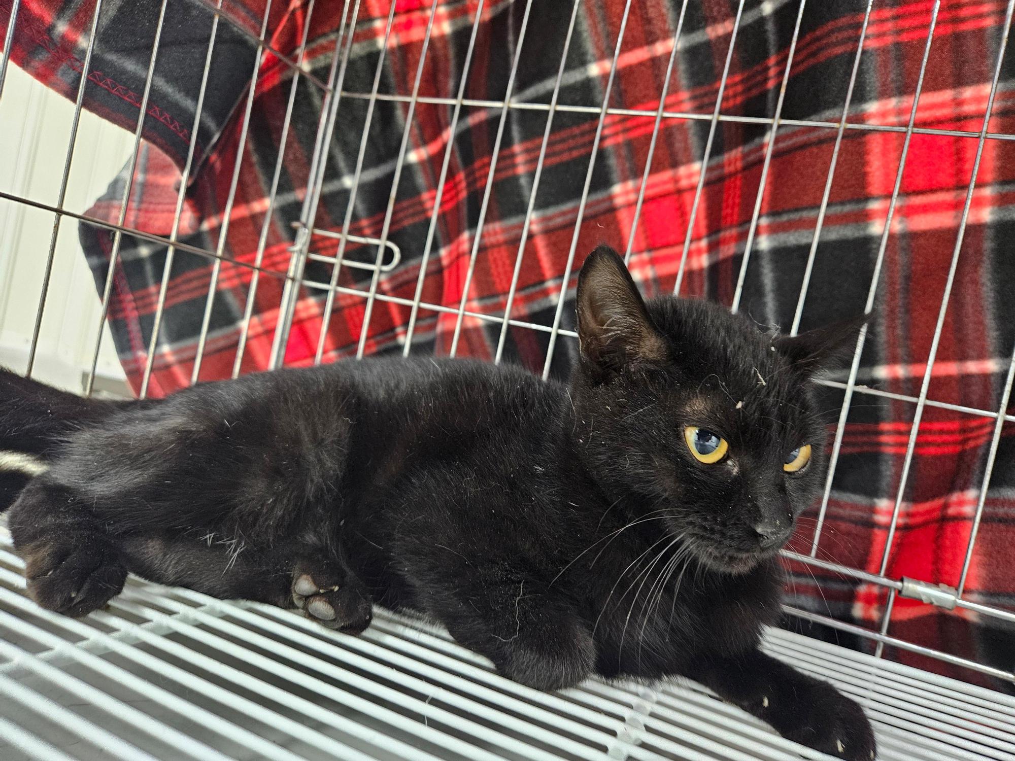 종료(자연사) 한국…