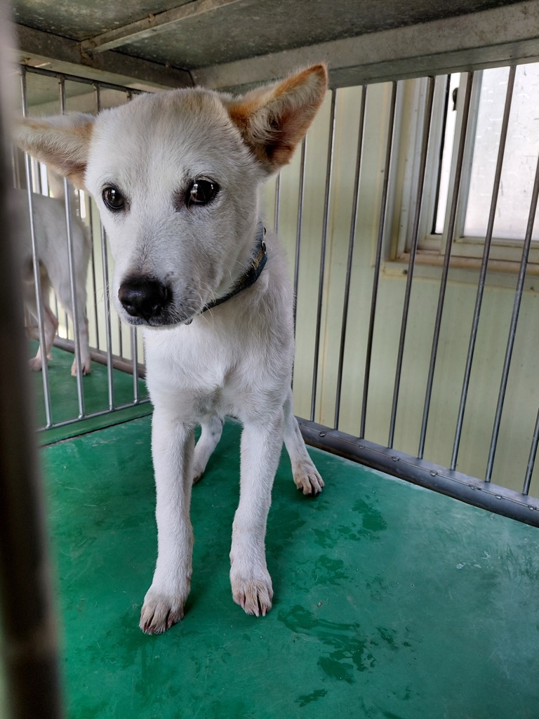 보호중 믹스견의 가…