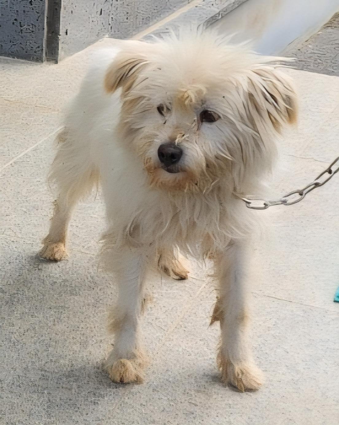 보호중 믹스견의 가…