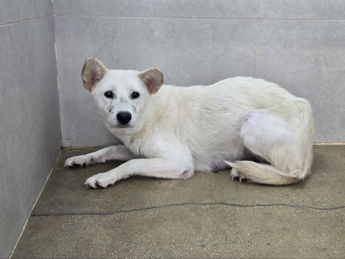 고양시동물보호센터_441394202502163