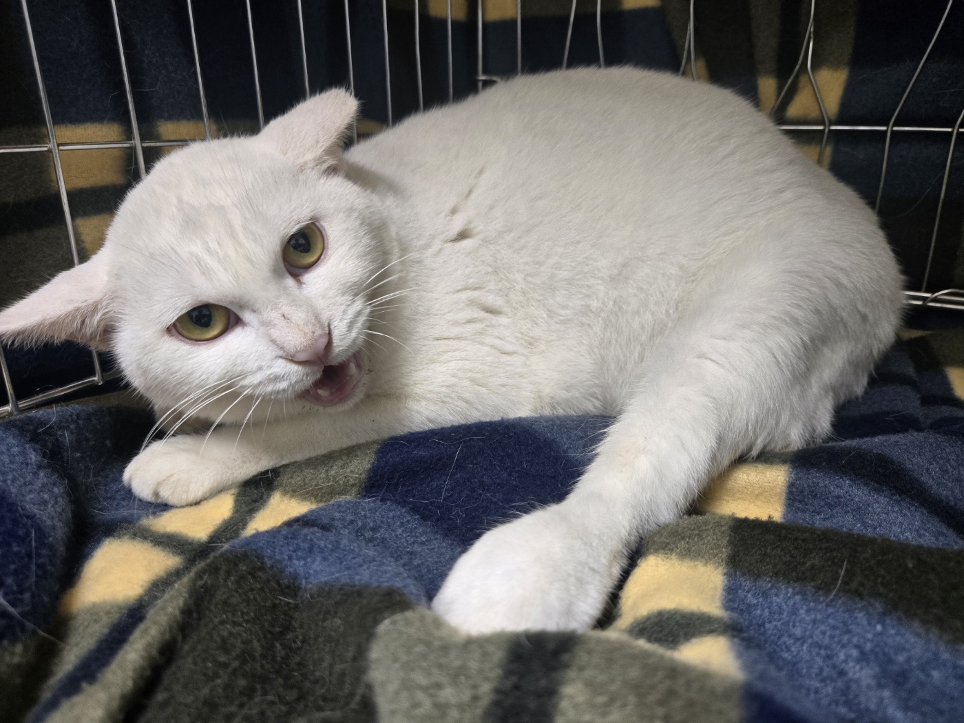 보호중 한국 고양이…