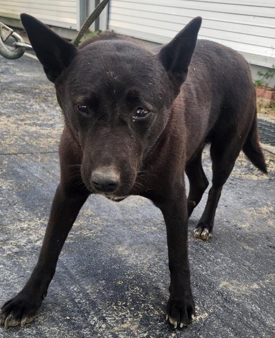 보호중 믹스견의 가…