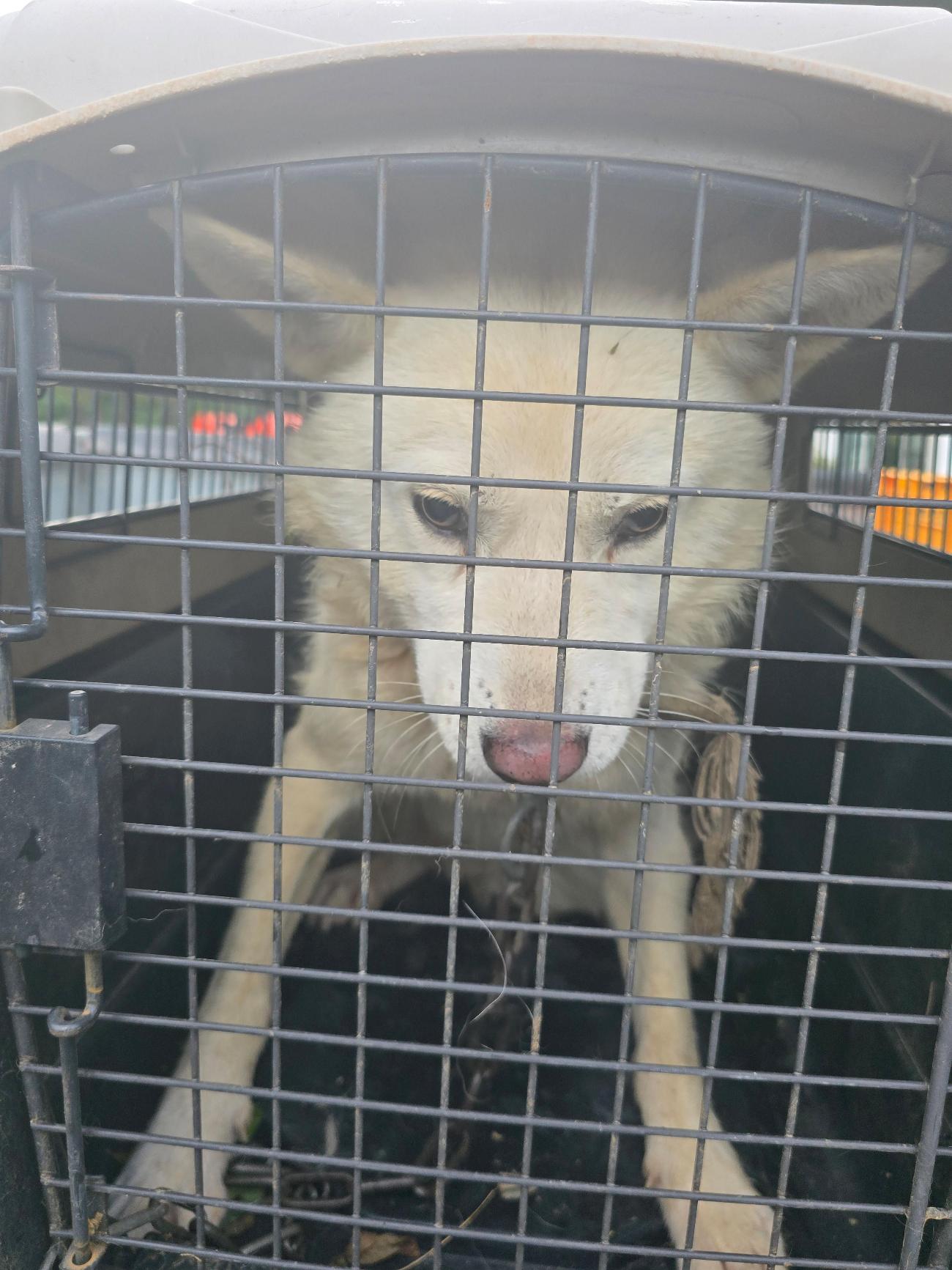 보호중 믹스견의 가…