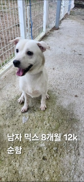 보호중 믹스견의 가…