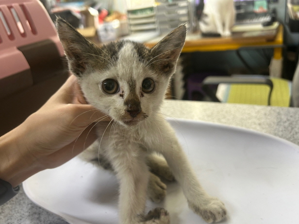 종료(자연사) 한국…