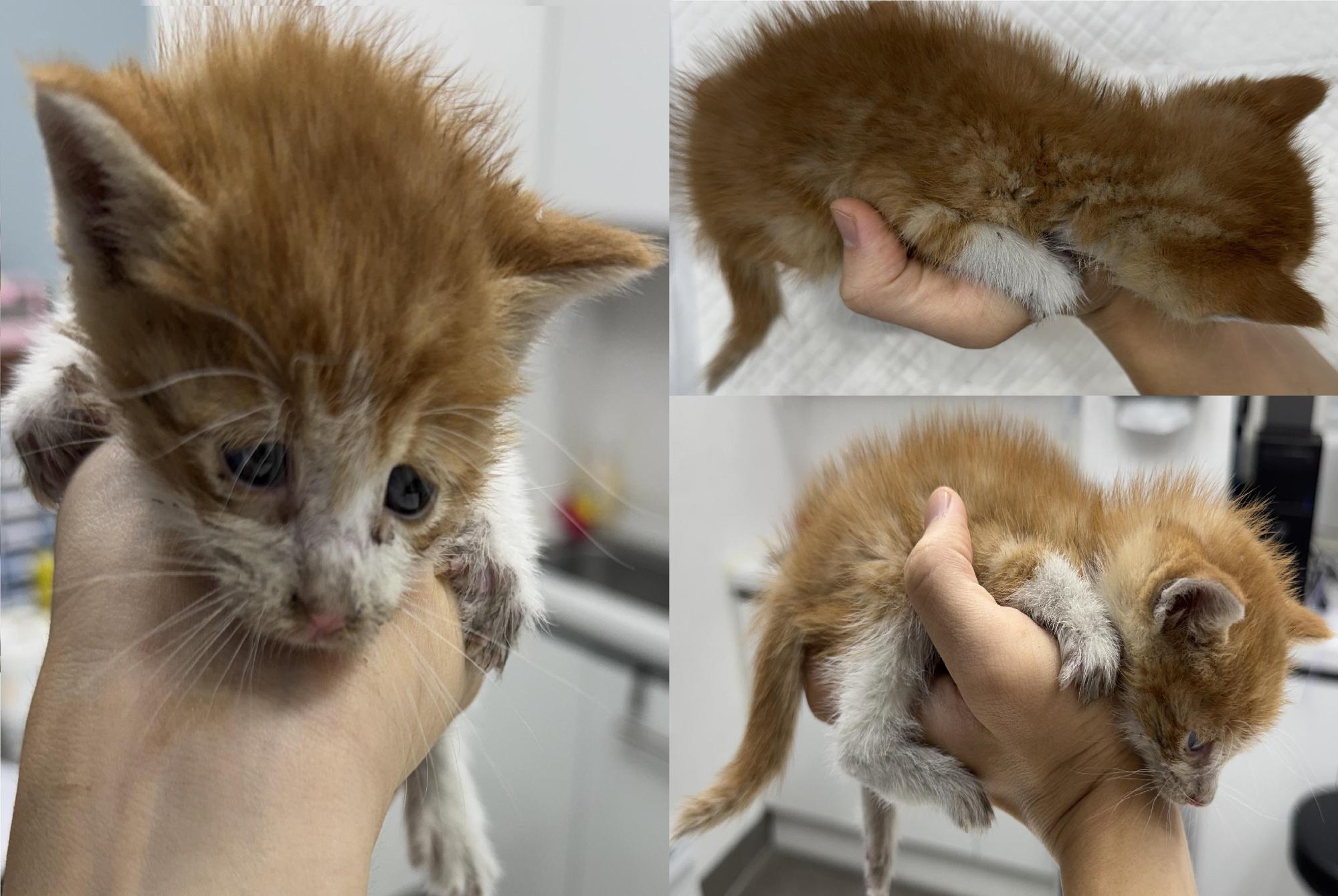 종료(자연사) 한국…