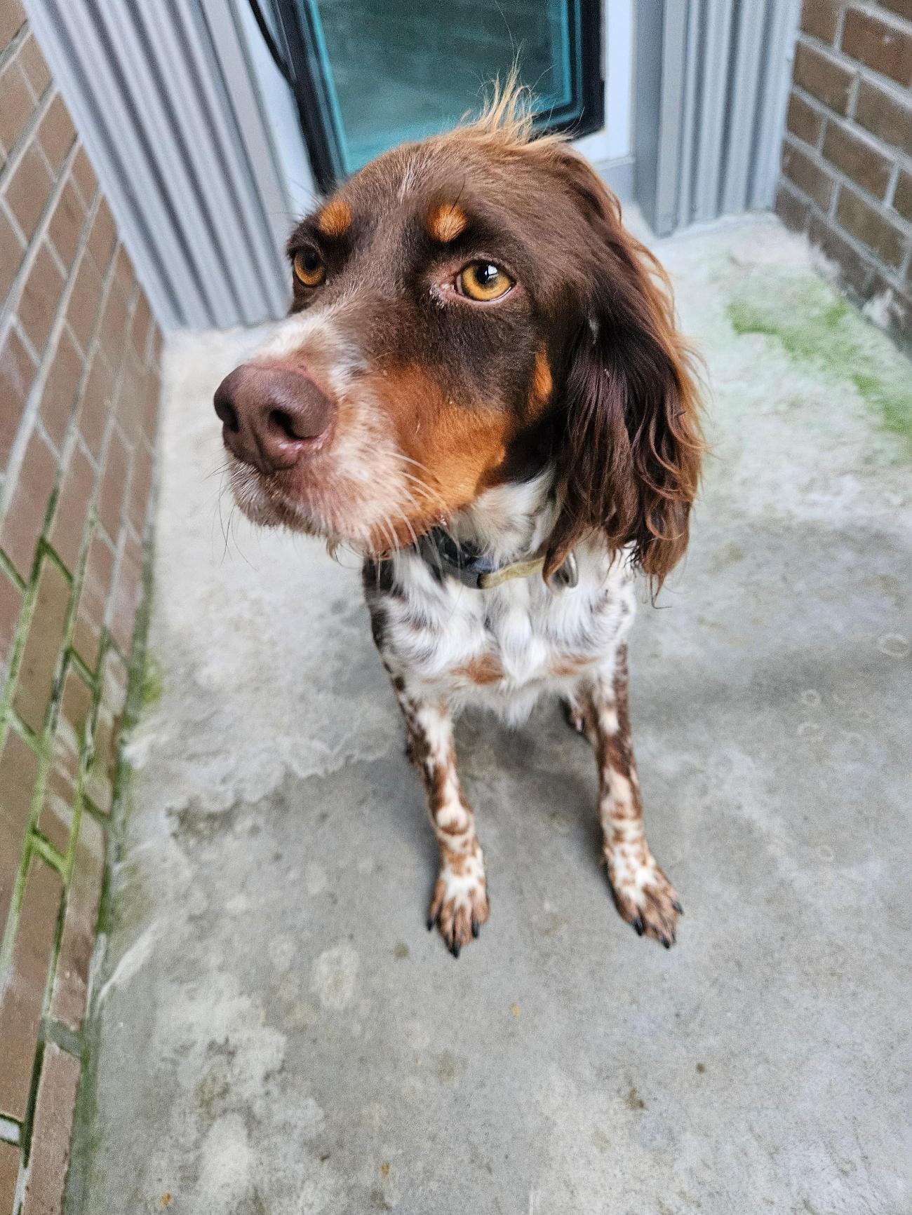 보호중 잉글리쉬 포…