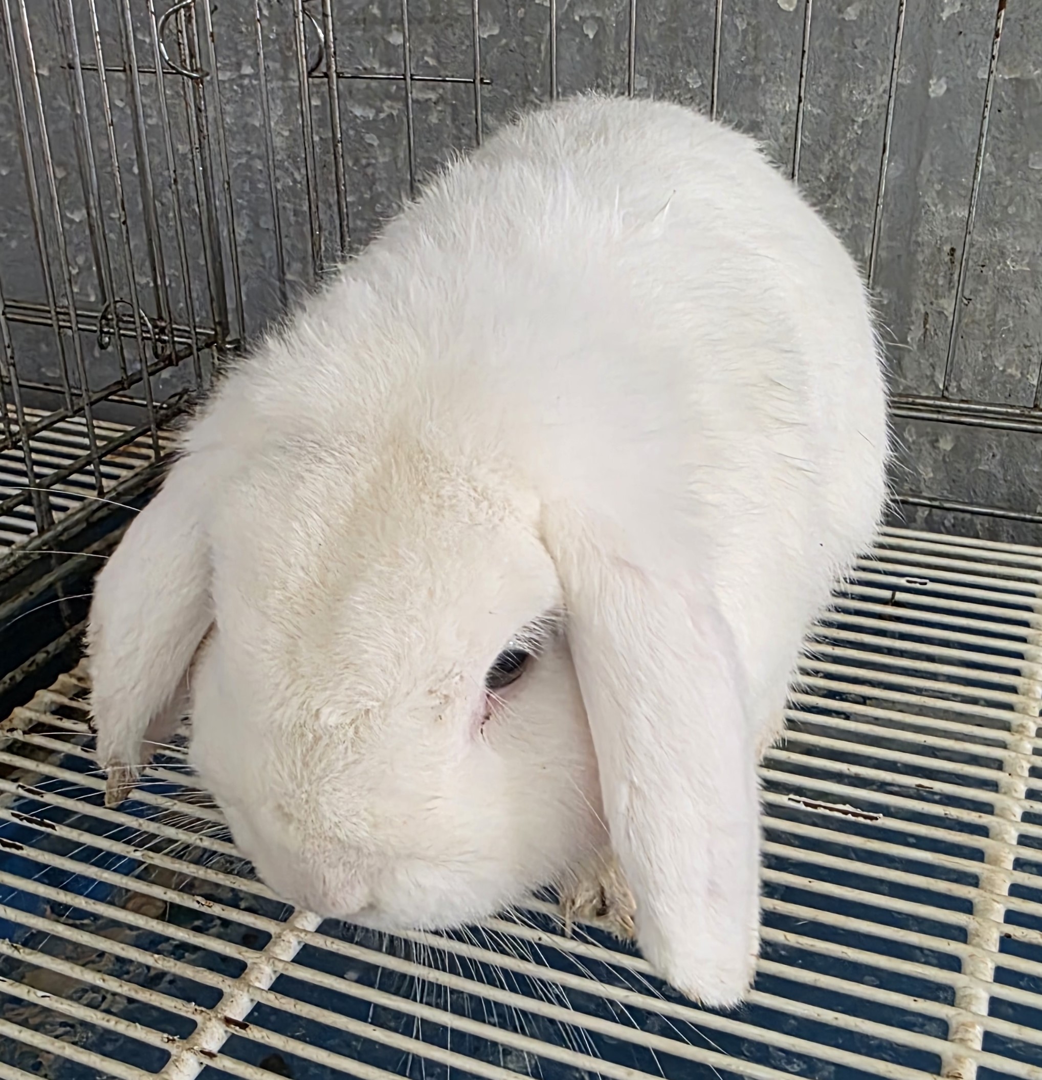 종료(자연사) 기타…