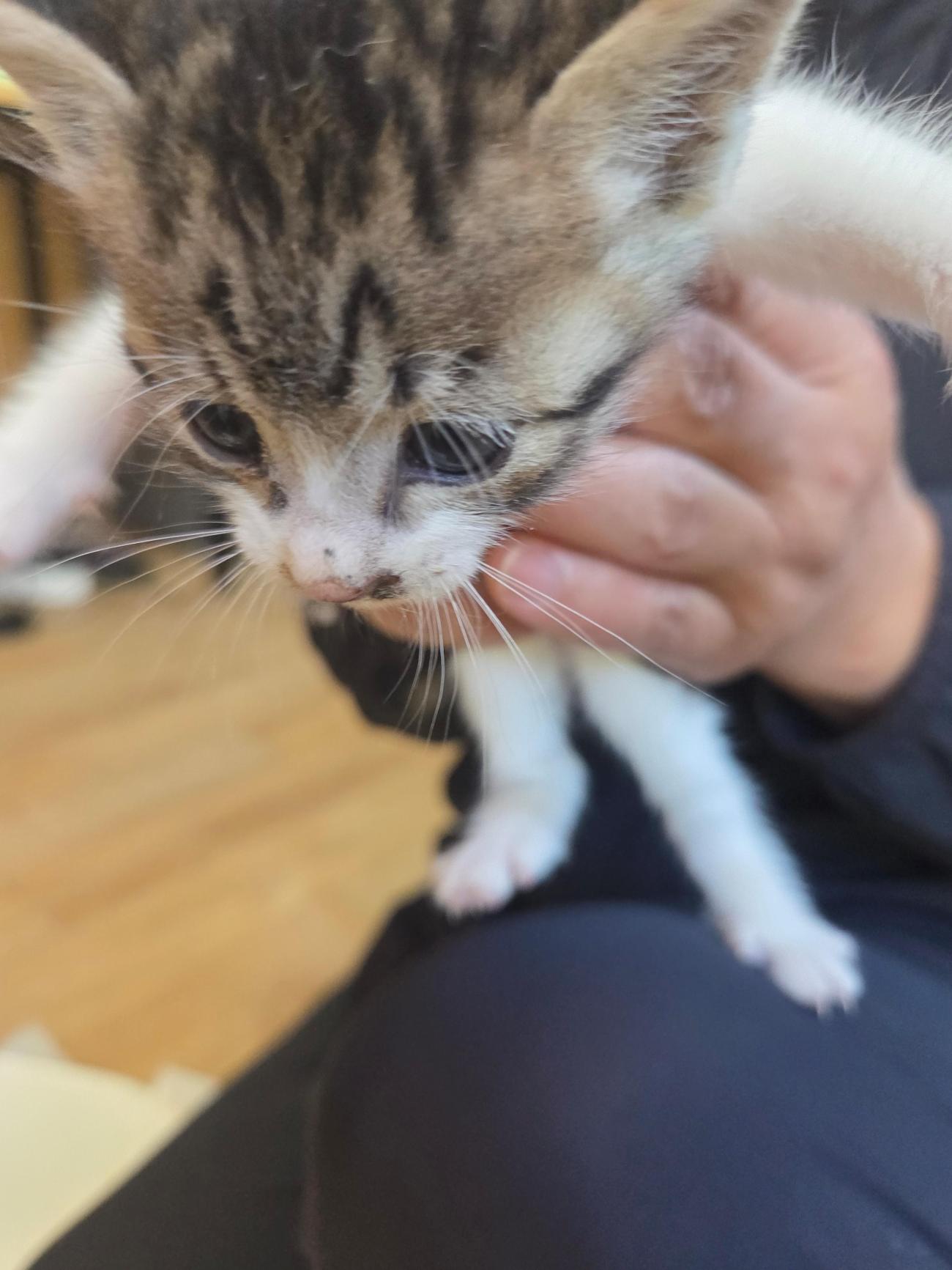 종료(자연사) 한국…