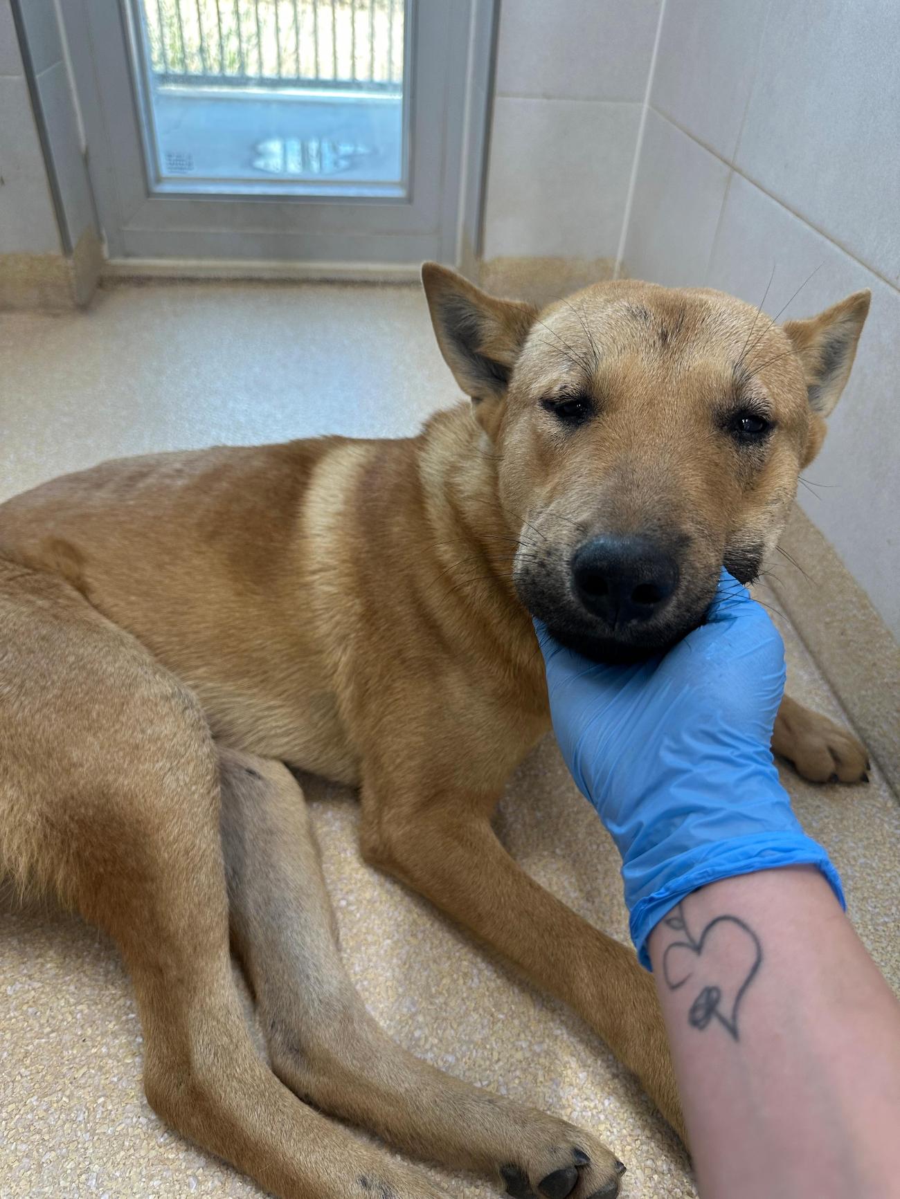 종료(반환) 진도견…