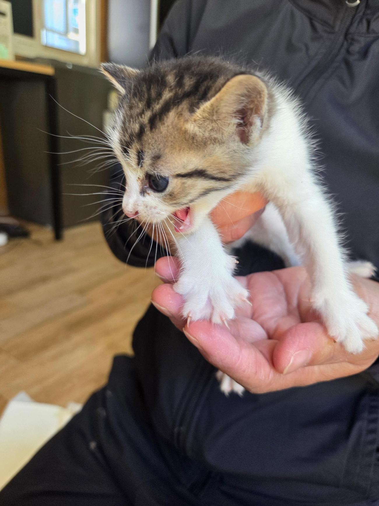 종료(자연사) 한국…