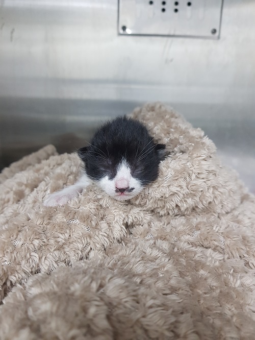 조재진동물병원_428354202501062