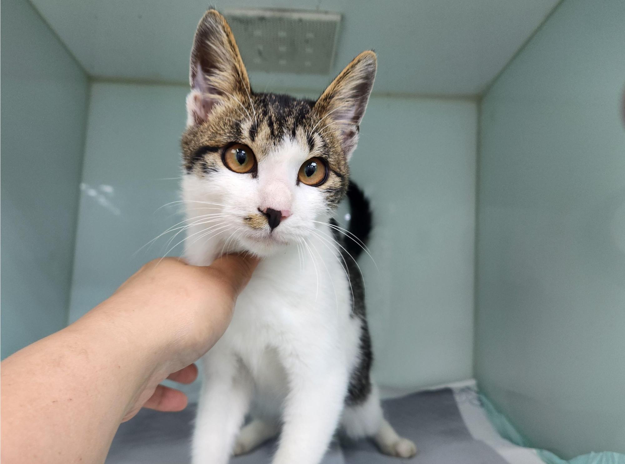 종료(입양) 한국 …