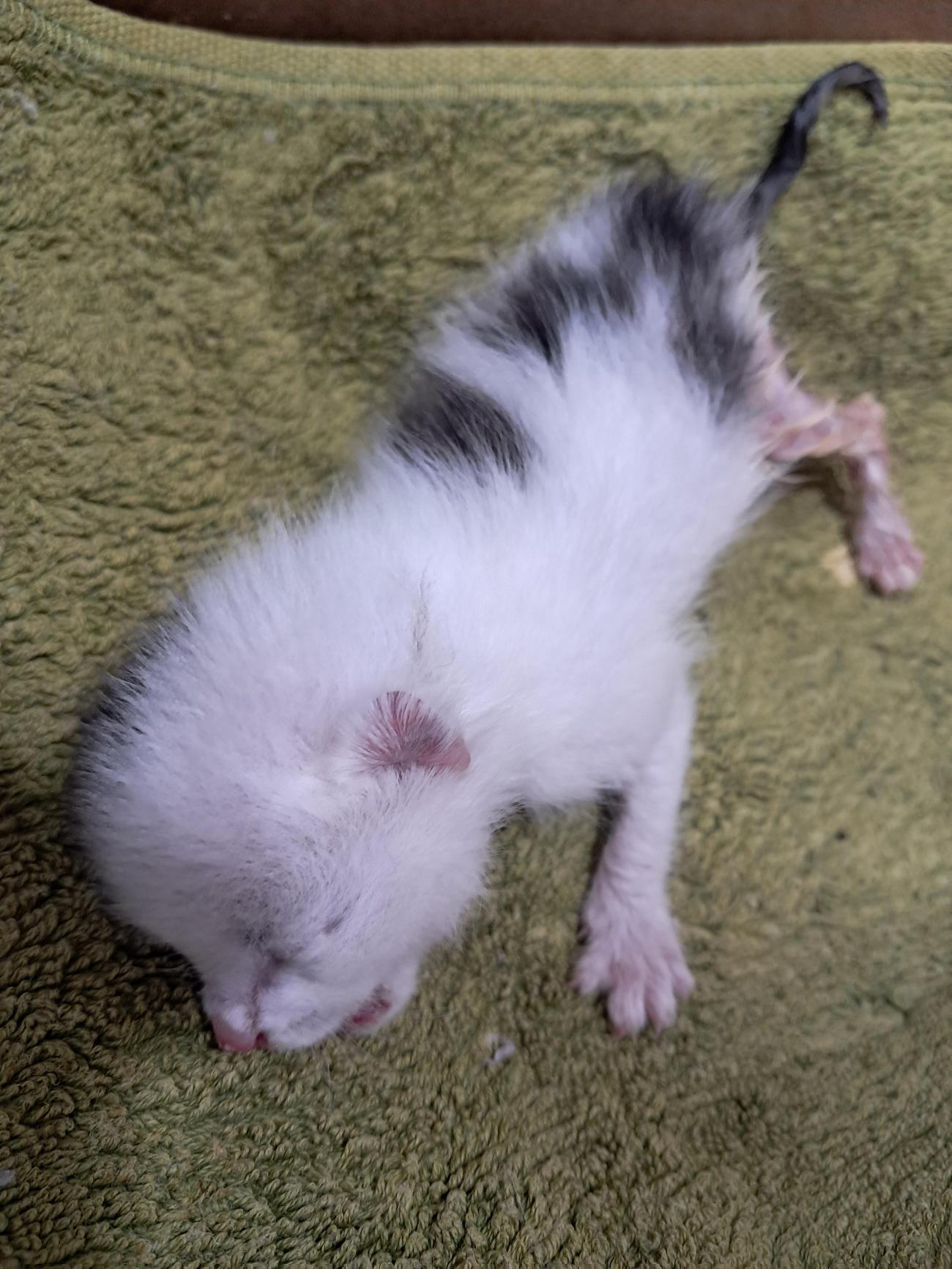 강남동물병원_431370202500811