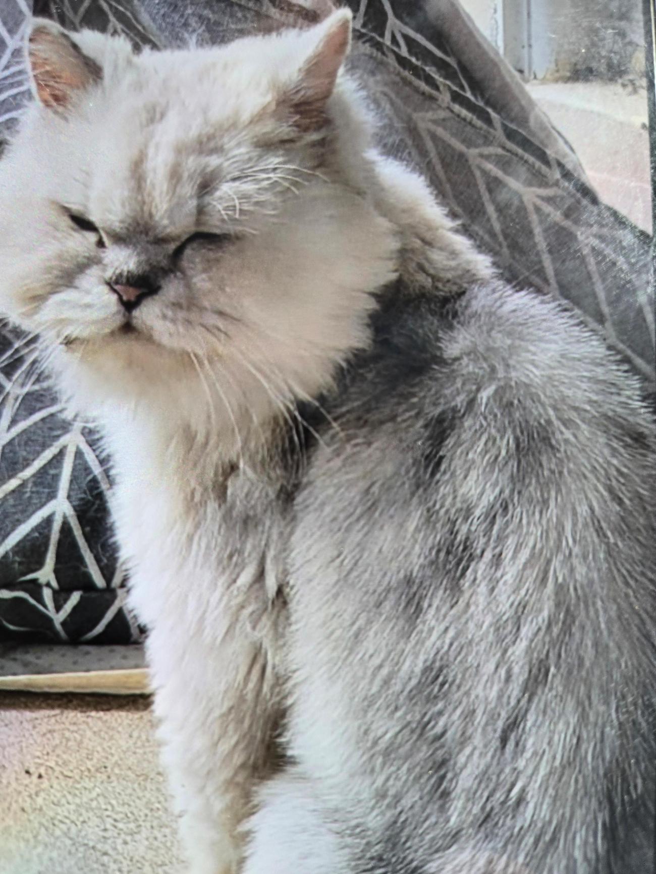 종료(입양) 페르시…