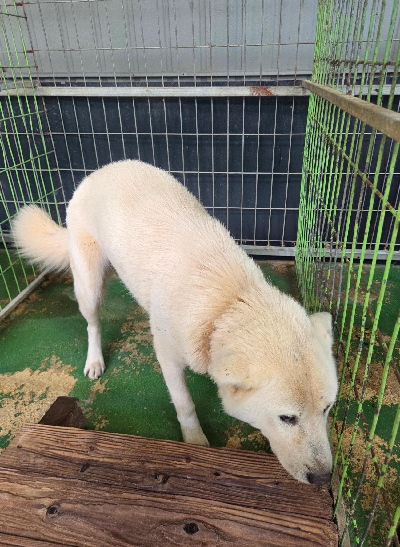 보호중 믹스견의 가…