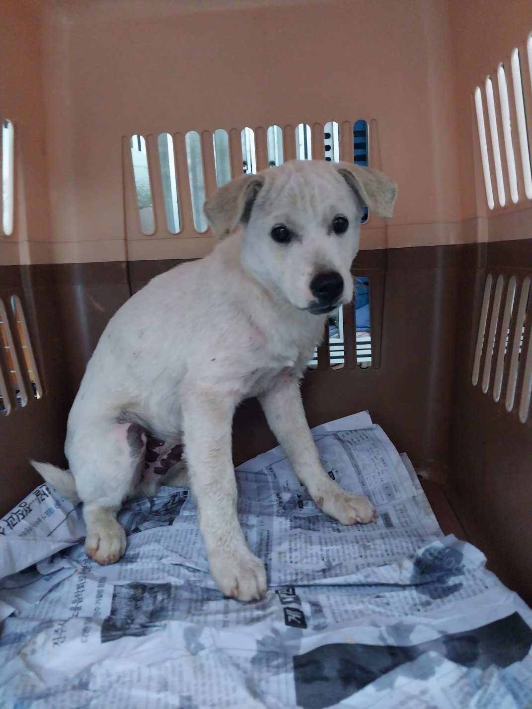 보호중 믹스견의 가…