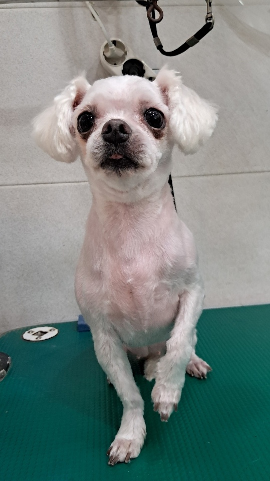 보호중 말티즈의 가…