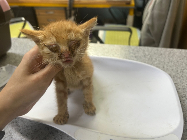 종료(자연사) 한국…