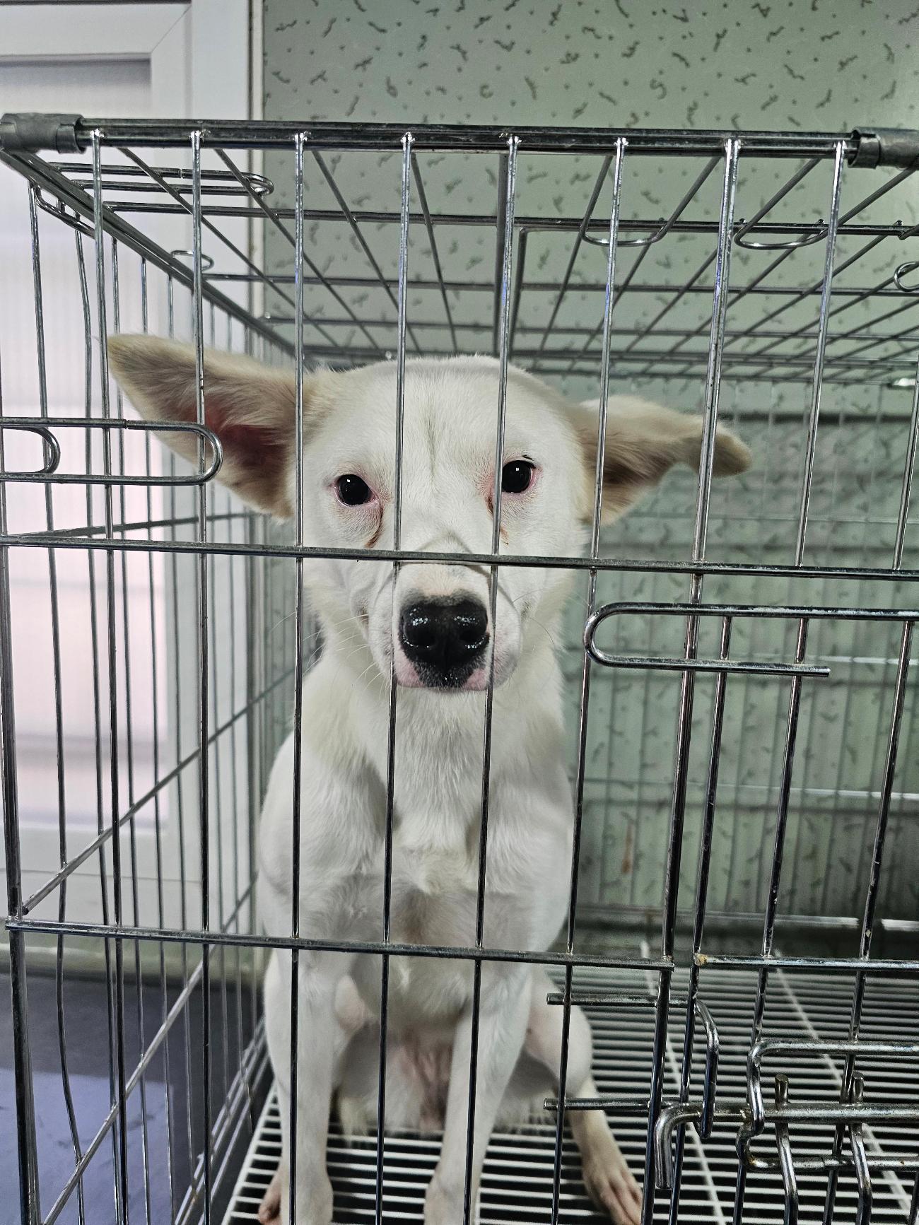 보호중 믹스견의 가…