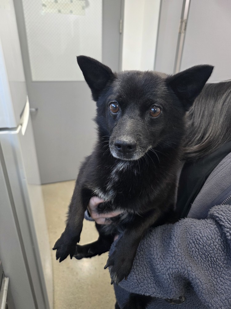 반려동물보호센터_443571202502918