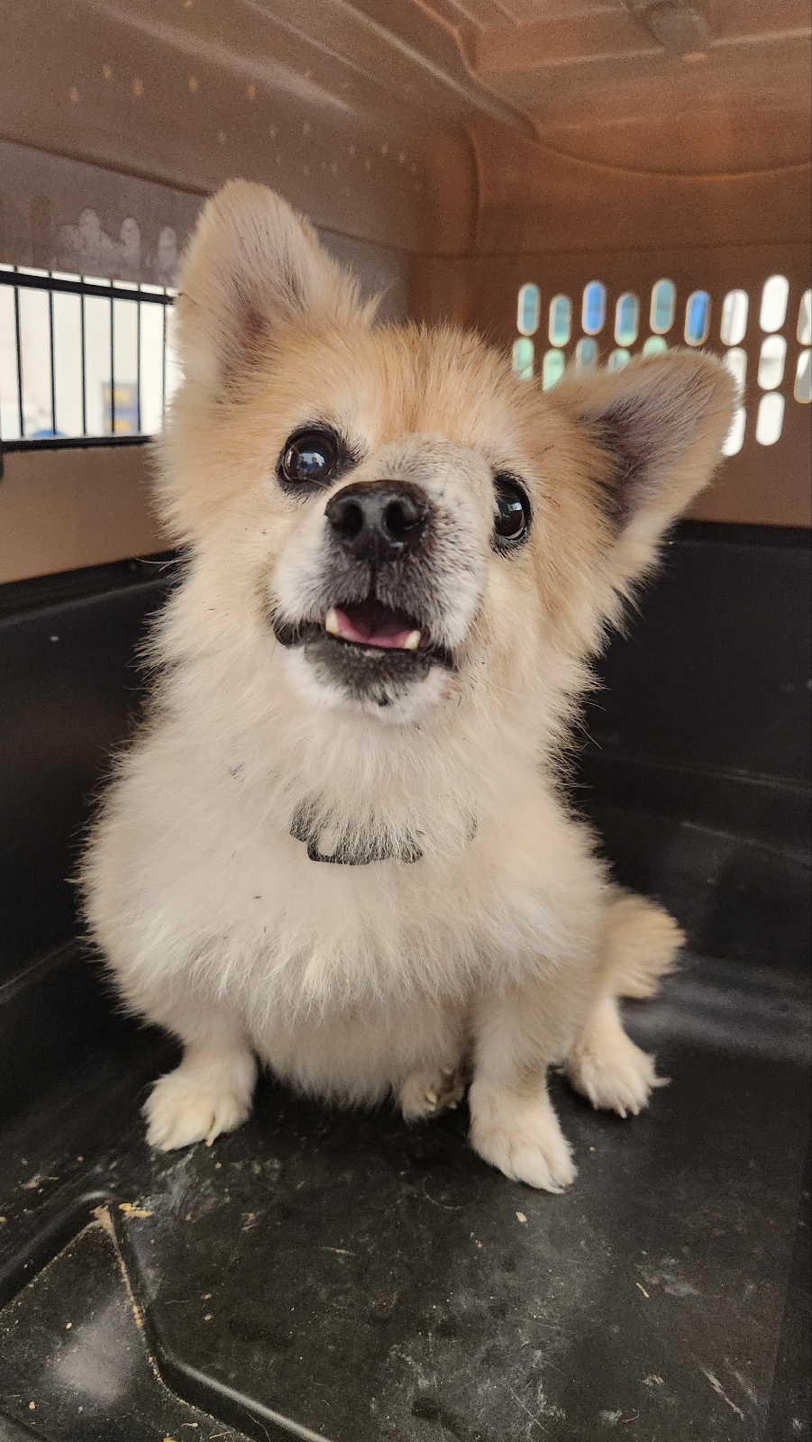 나주유기동물보호센터_446483202501755