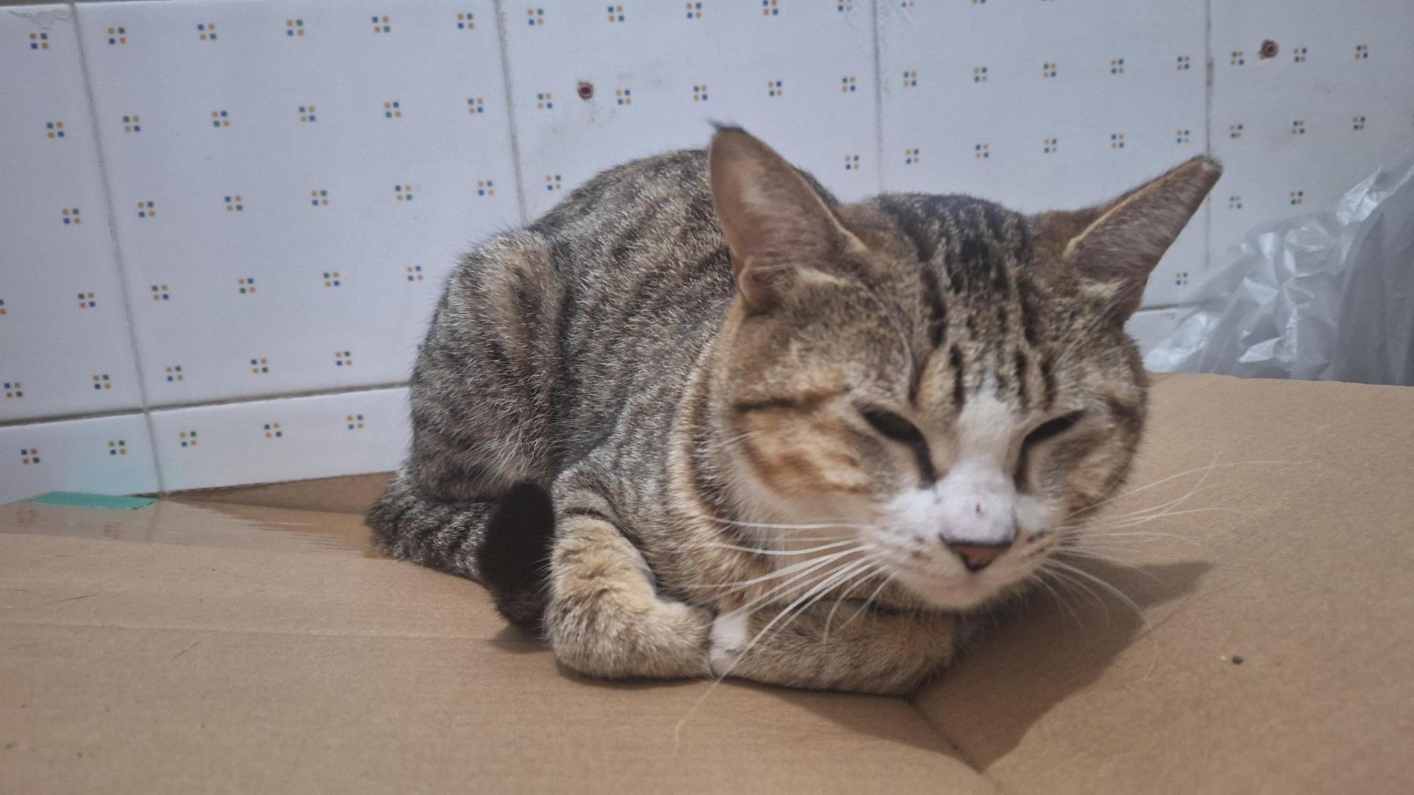 종료(입양) 한국 …