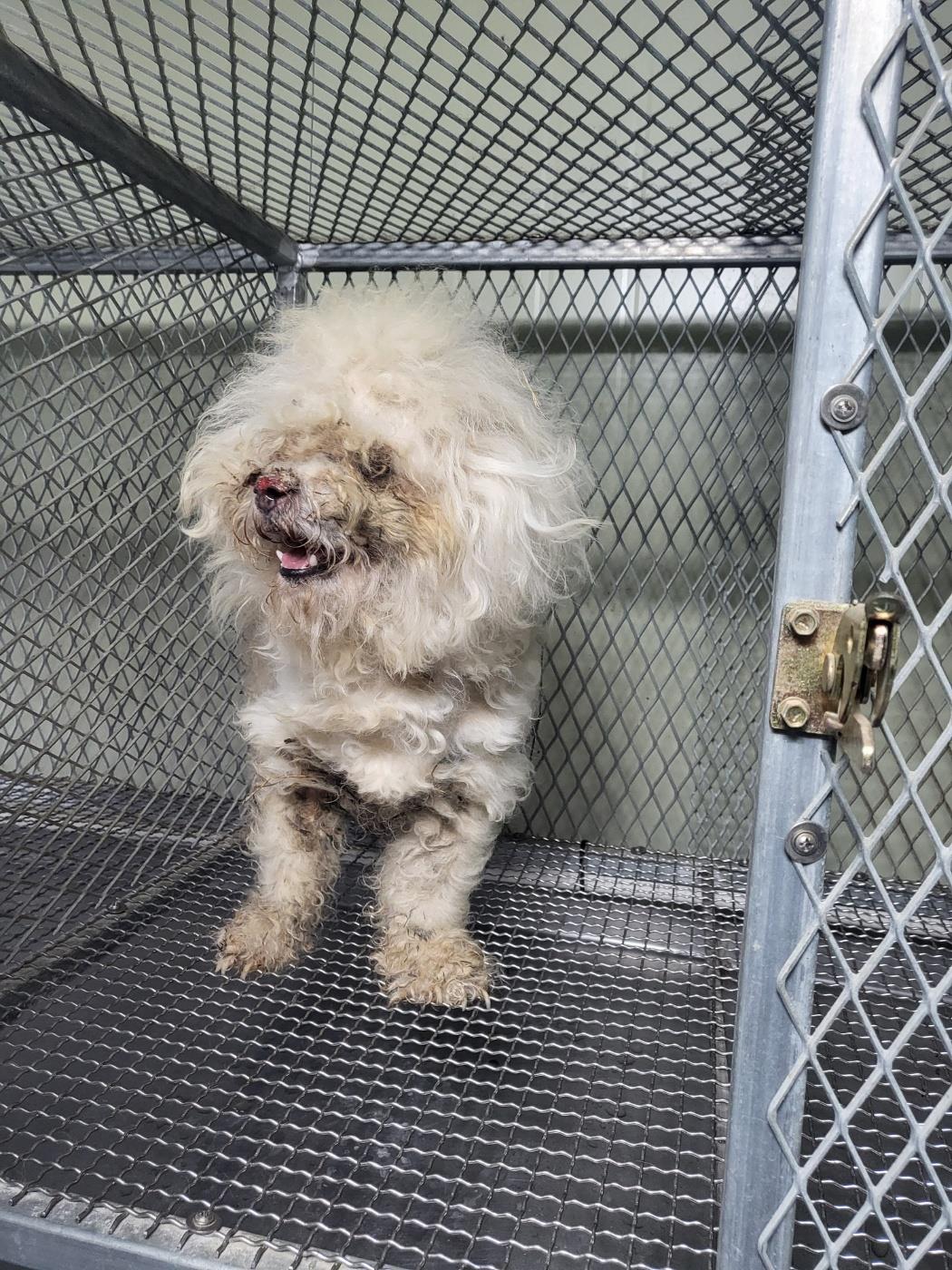 보호중 믹스견의 가…