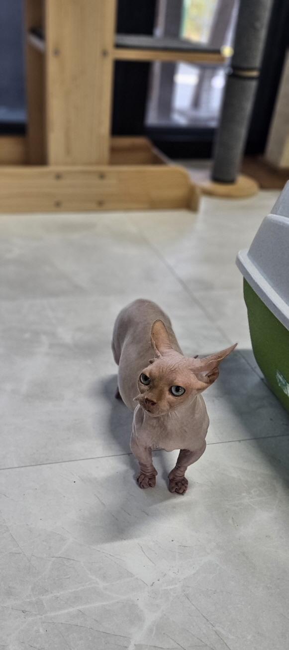 보호중 스핑크스의 …