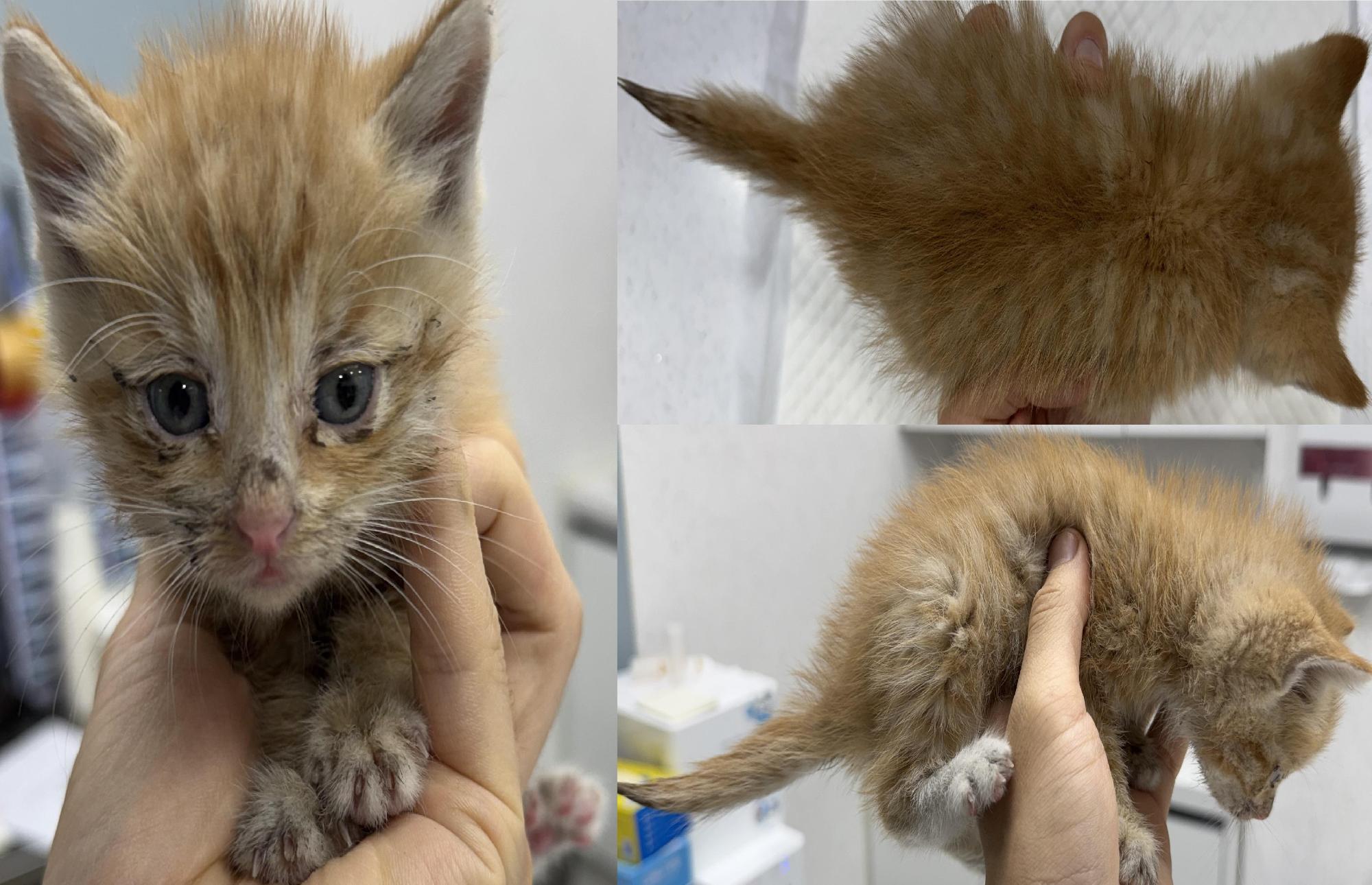 서산시 동물보호센터_444453202501297