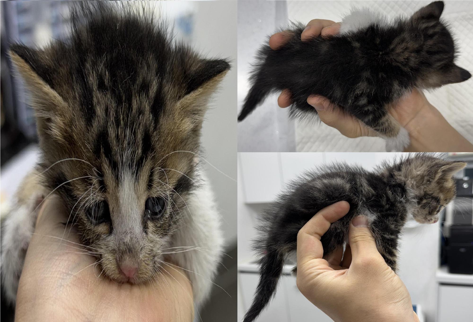 서산시 동물보호센터_444453202501298