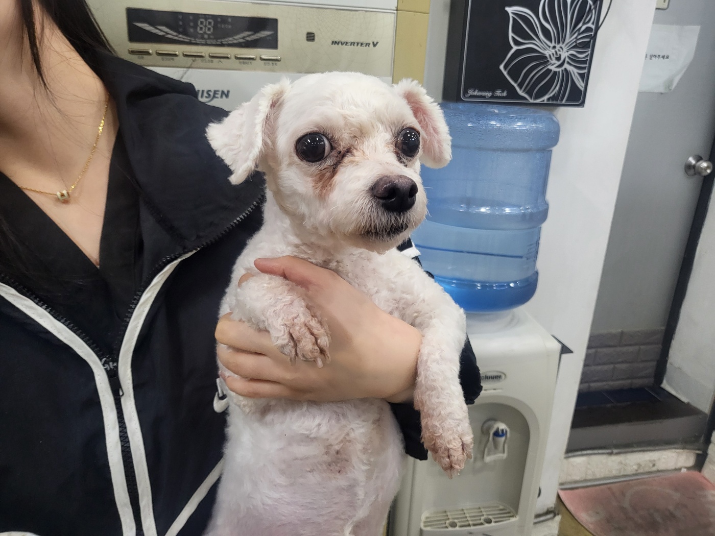 보호중 푸들의 가족…