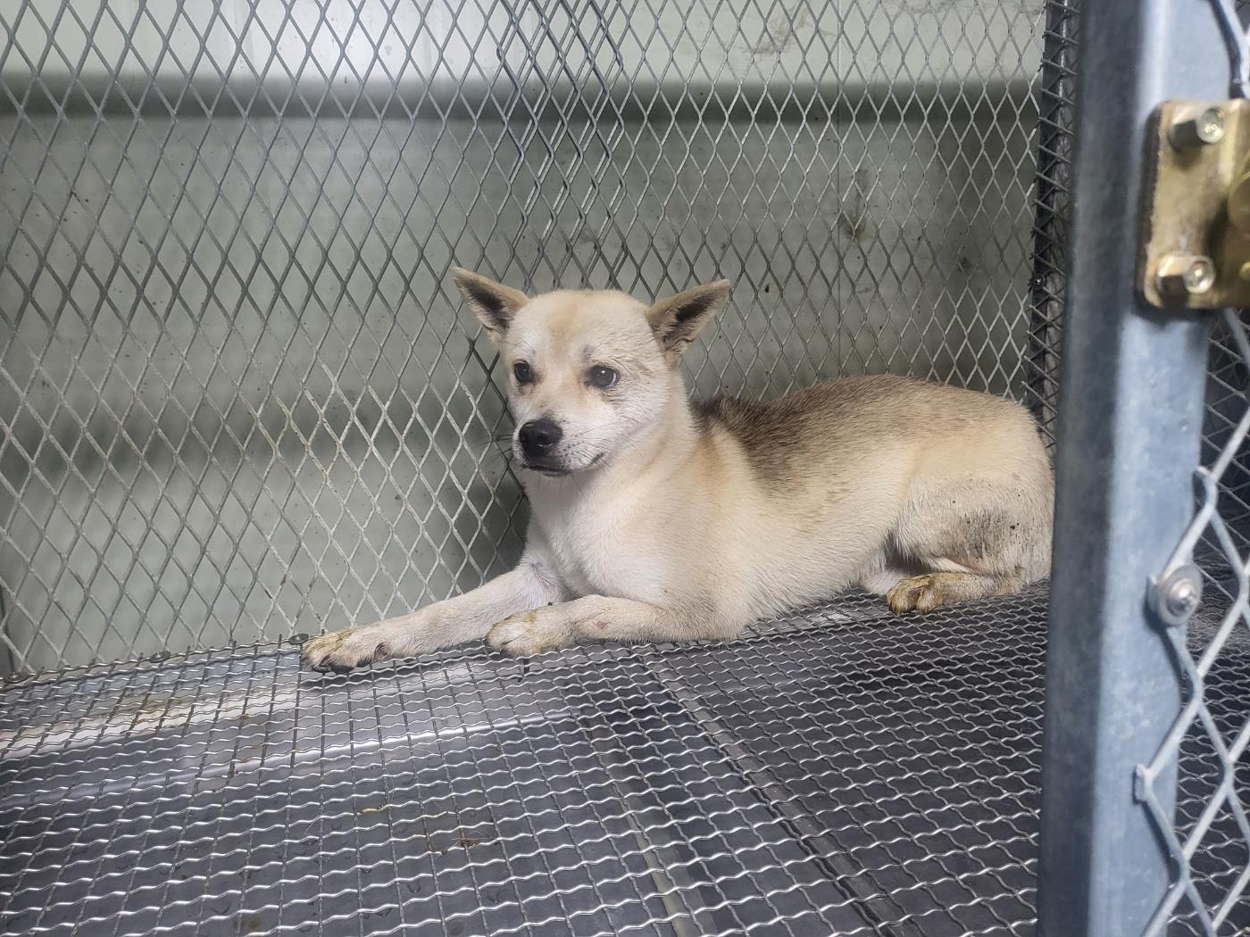 종료(반환) 믹스견…