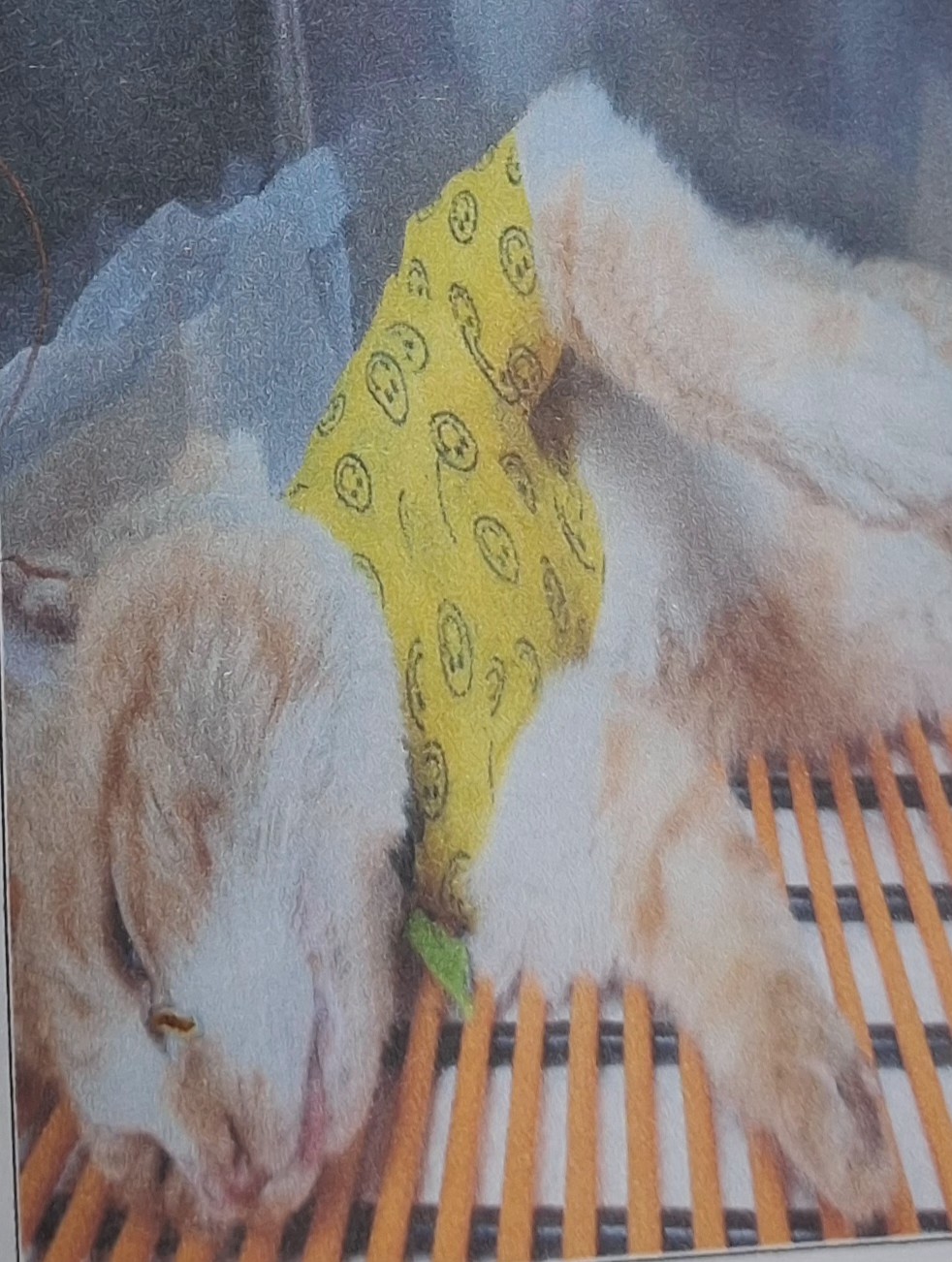 성주유기동물보호센터_447521202500484