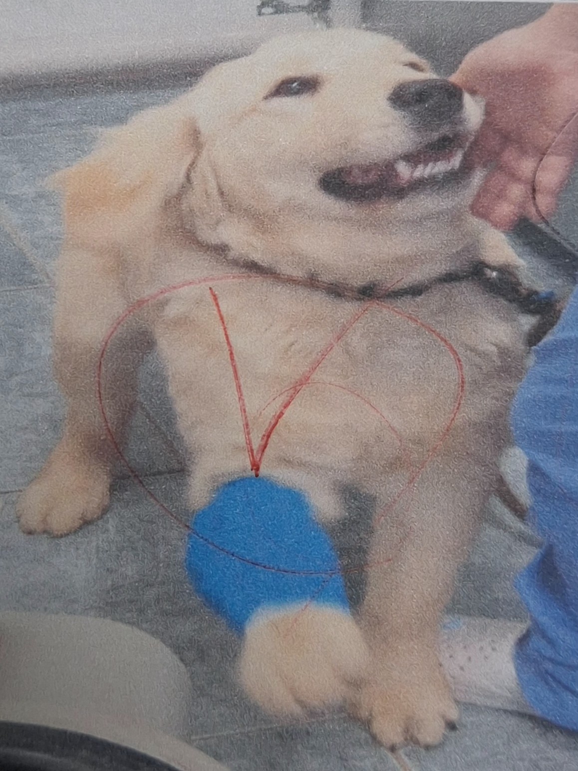 성주유기동물보호센터_447521202500483