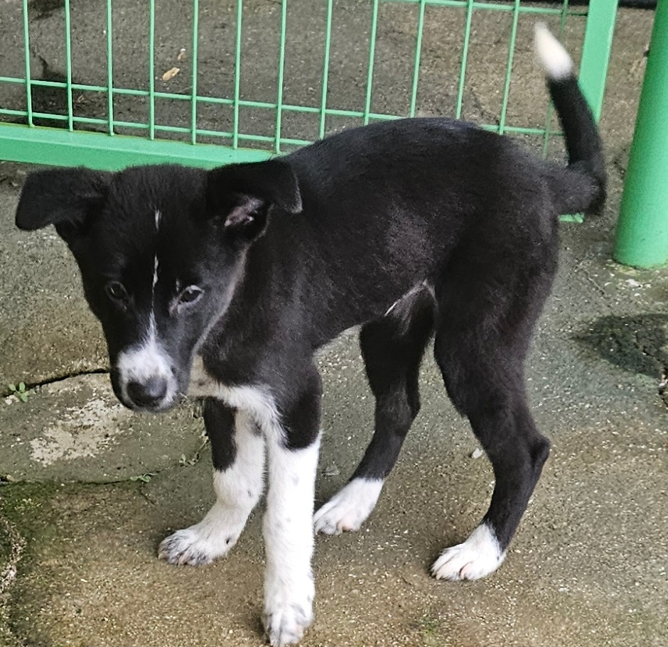 종료(반환) 믹스견…