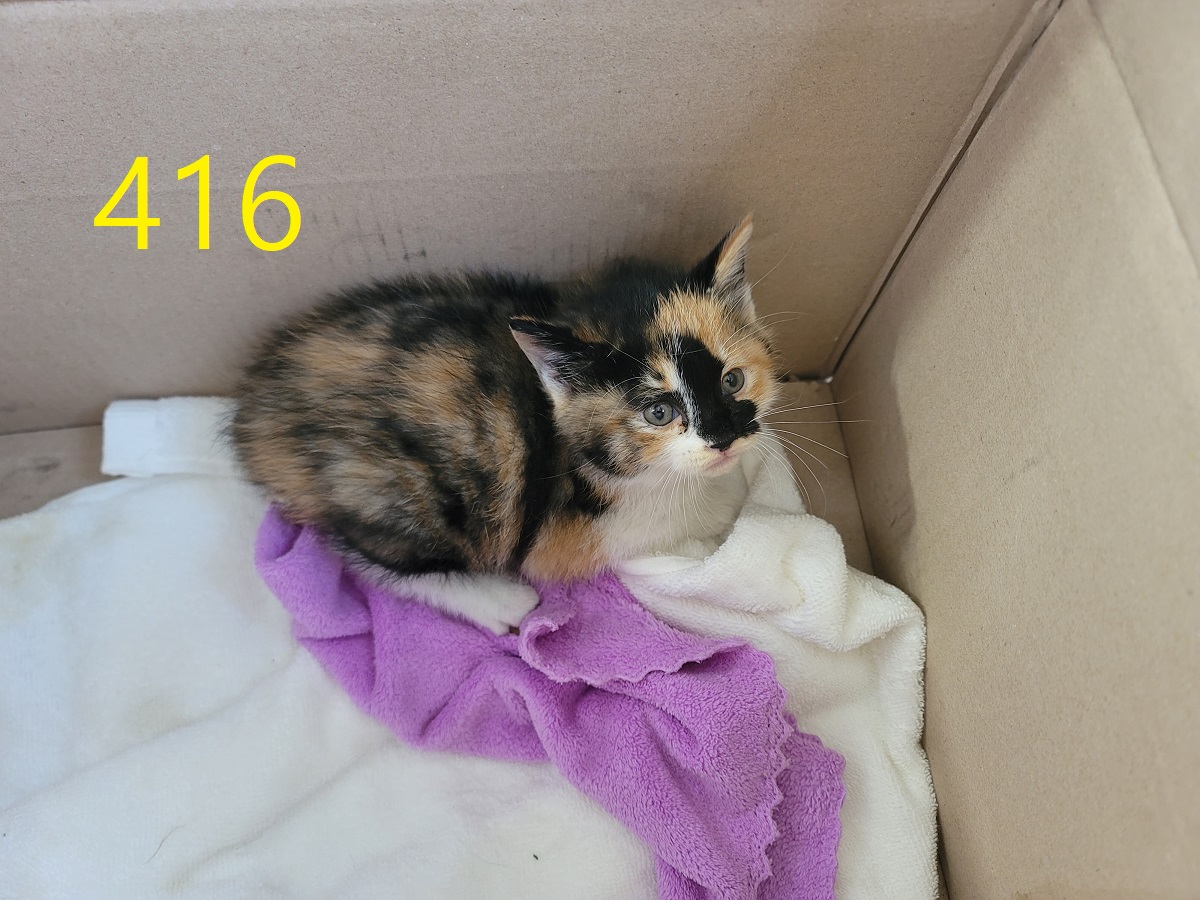 보호중 한국 고양이…