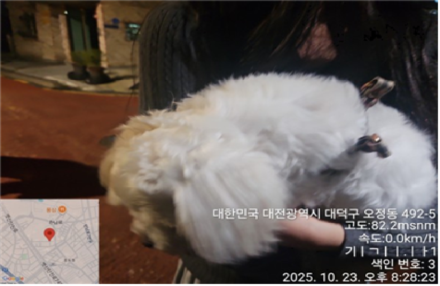 보호중 말티즈의 가…