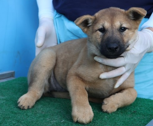 종료(안락사) 믹스…