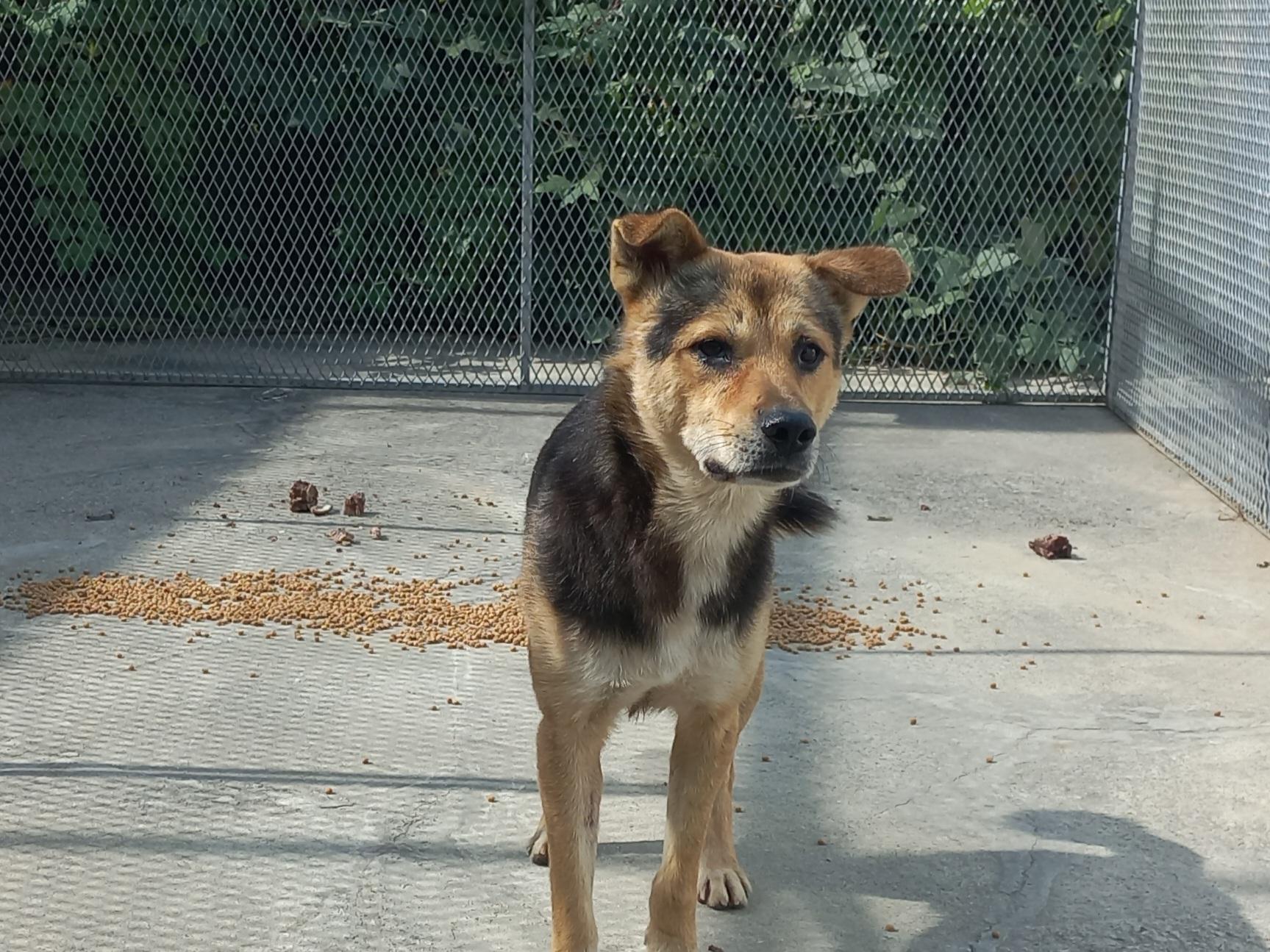 보호중 믹스견의 가…