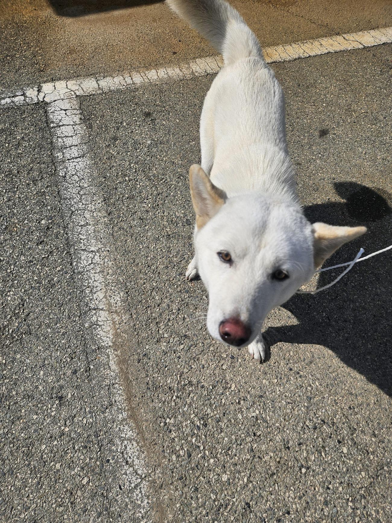 보호중 믹스견의 가…