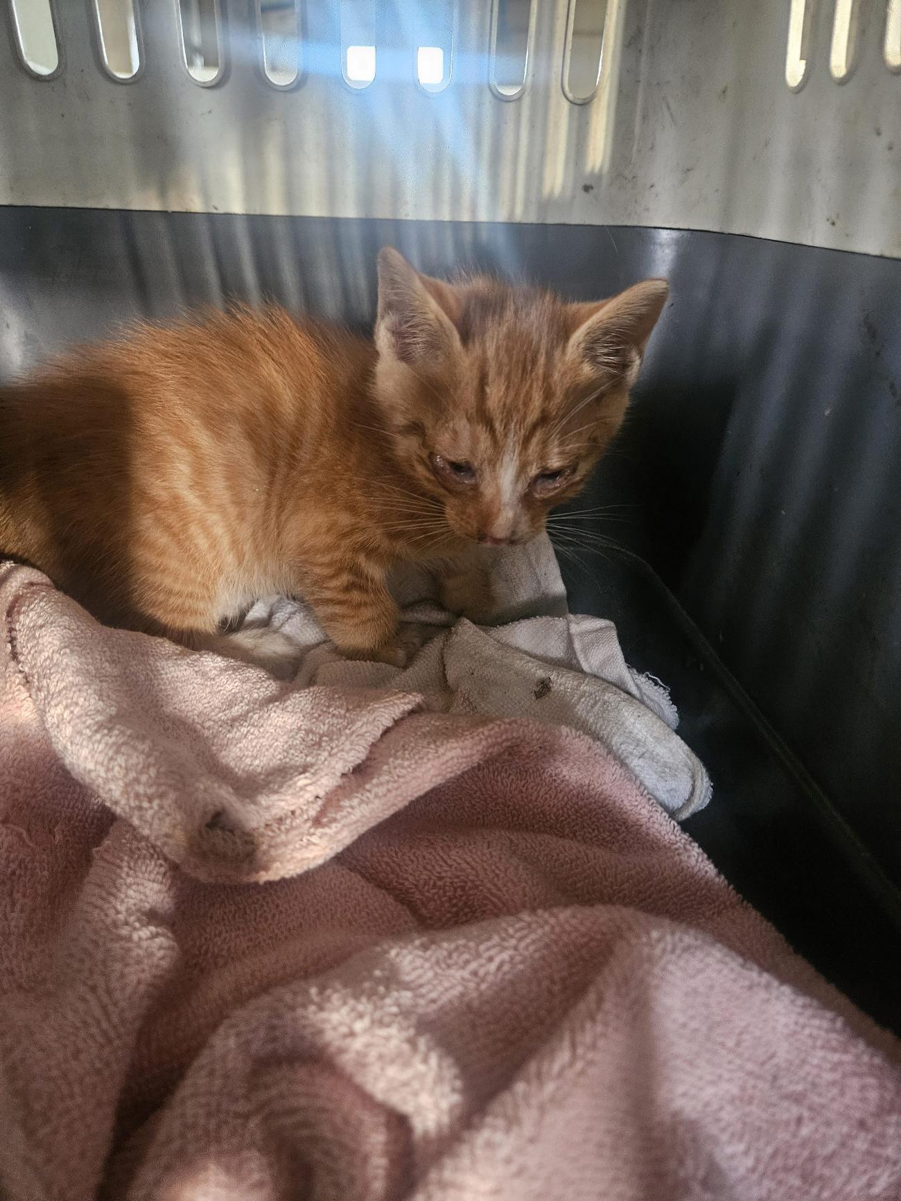 종료(자연사) 한국…