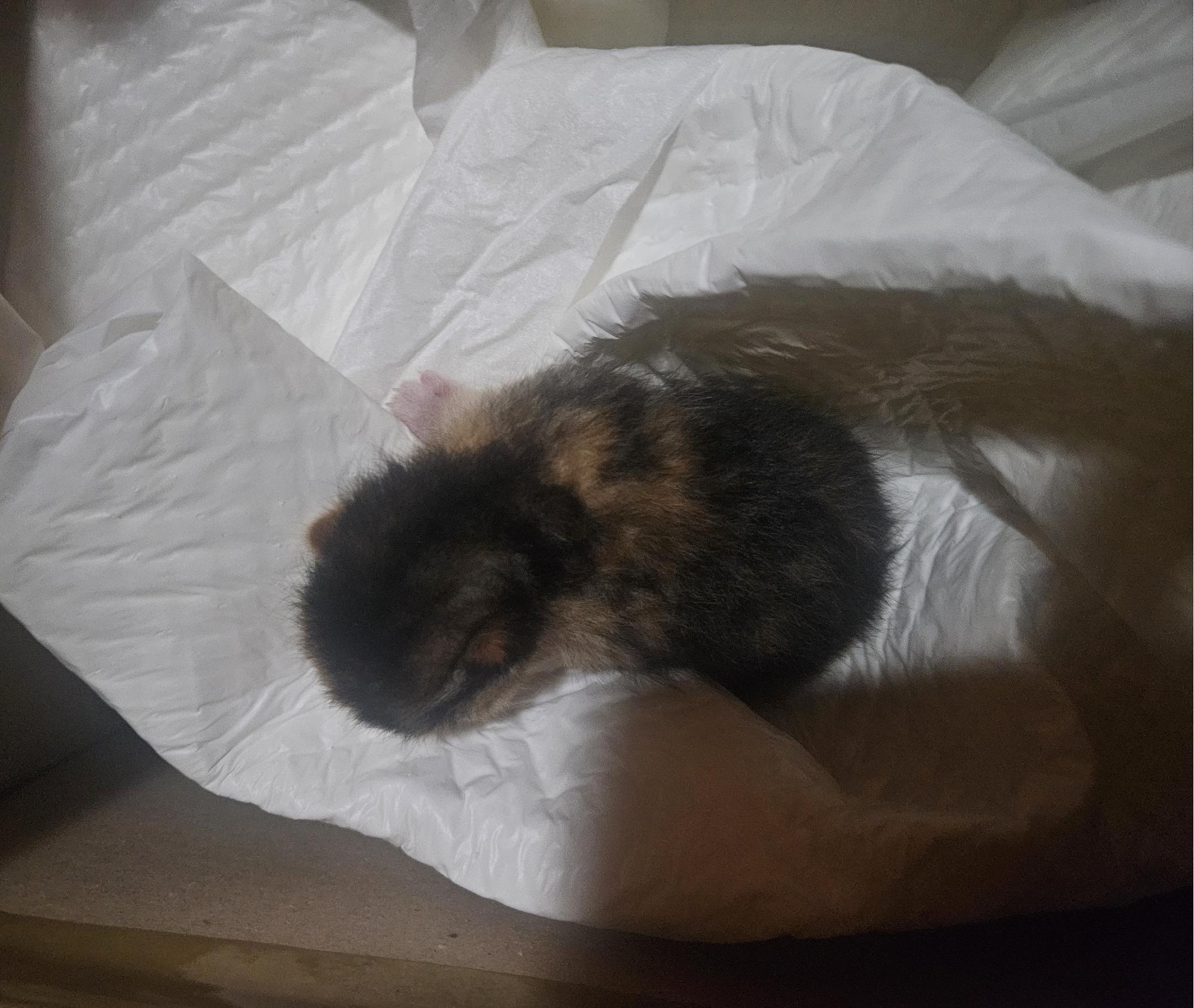 종료(자연사) 한국…