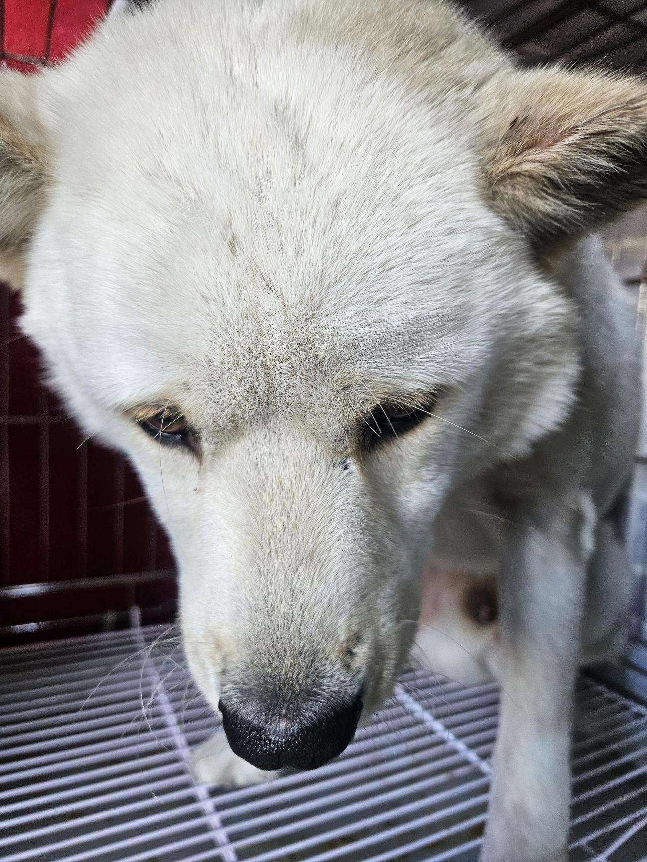 종료(반환) 믹스견…