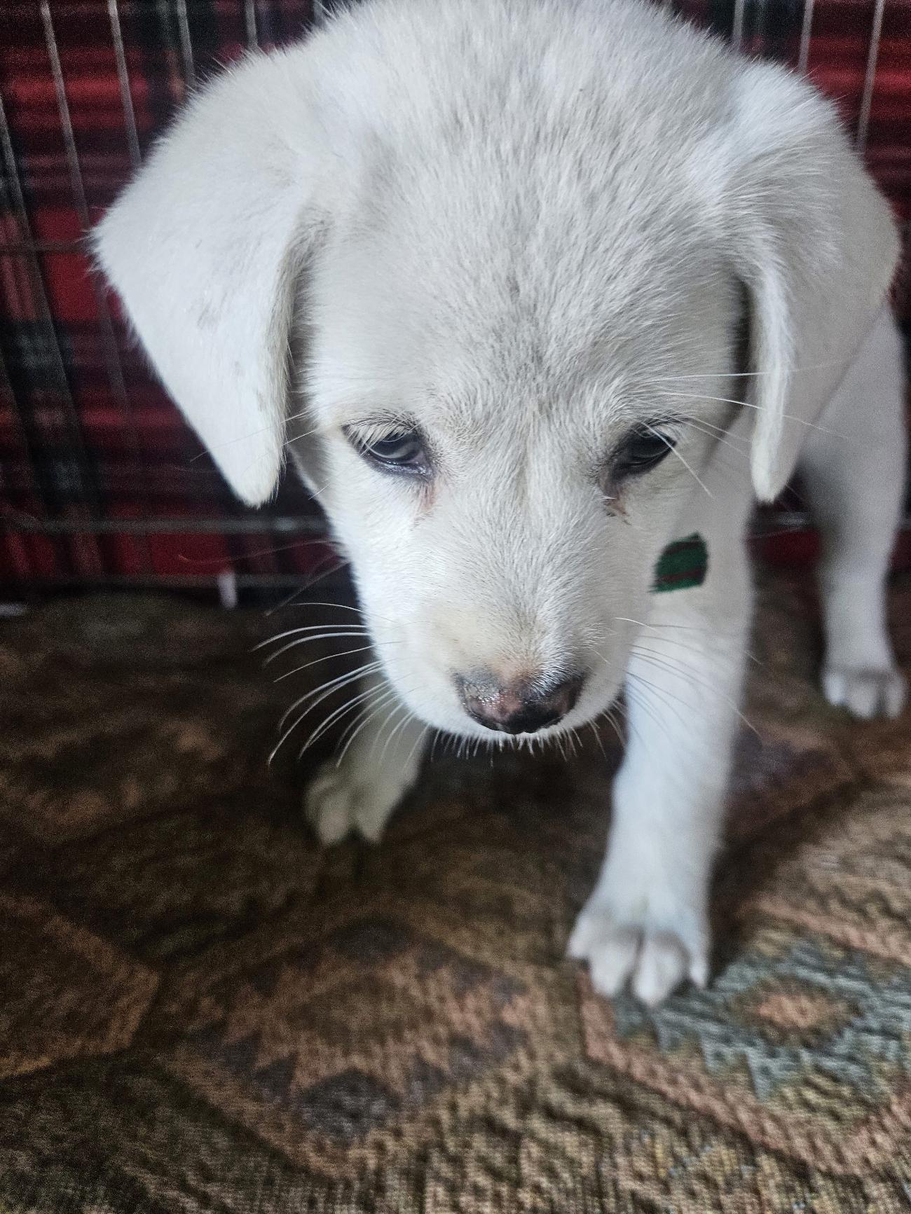 보호중 믹스견의 가…