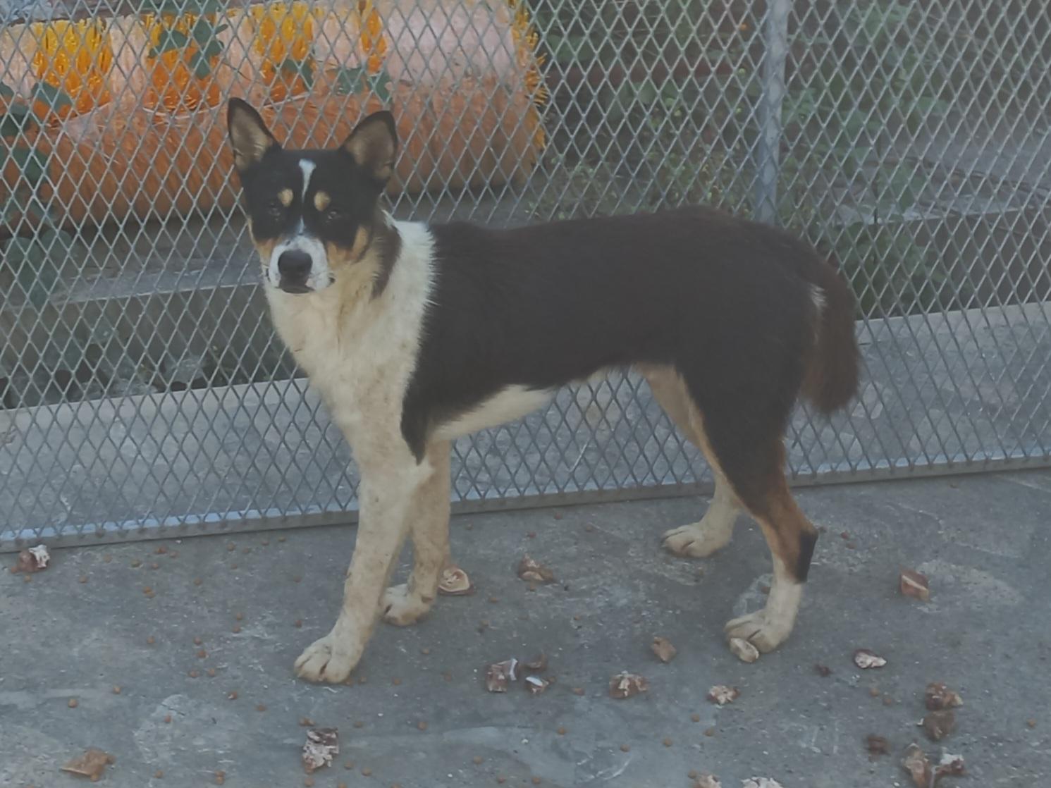 (사)동물보호관리협회_448535202501568