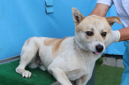 보호중 믹스견의 가…