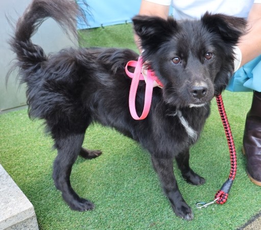 보호중 믹스견의 가…